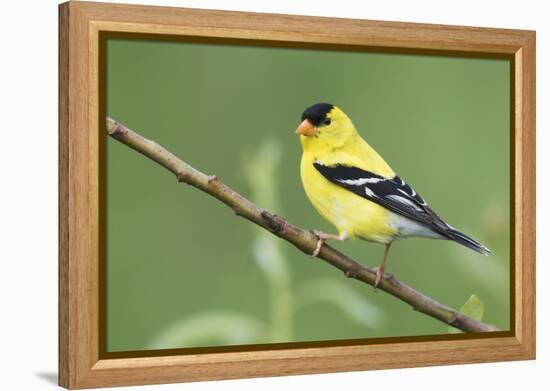 American Goldfinch-Ken Archer-Framed Premier Image Canvas