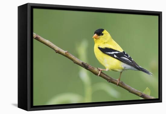 American Goldfinch-Ken Archer-Framed Premier Image Canvas