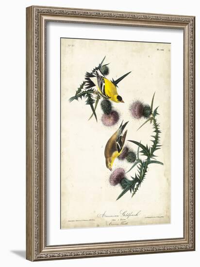 American Goldfinch-John James Audubon-Framed Premium Giclee Print