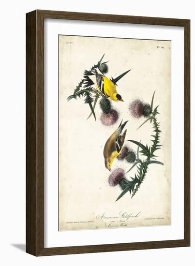 American Goldfinch-John James Audubon-Framed Premium Giclee Print