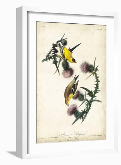 American Goldfinch-John James Audubon-Framed Art Print