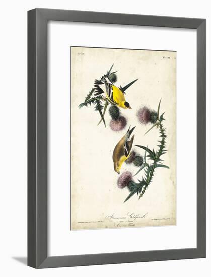 American Goldfinch-John James Audubon-Framed Art Print