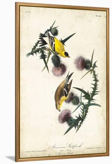 American Goldfinch-John James Audubon-Framed Stretched Canvas