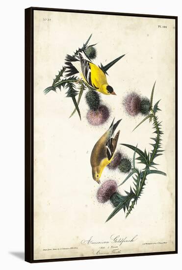 American Goldfinch-John James Audubon-Framed Stretched Canvas