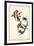 American Goldfinch-John James Audubon-Framed Art Print