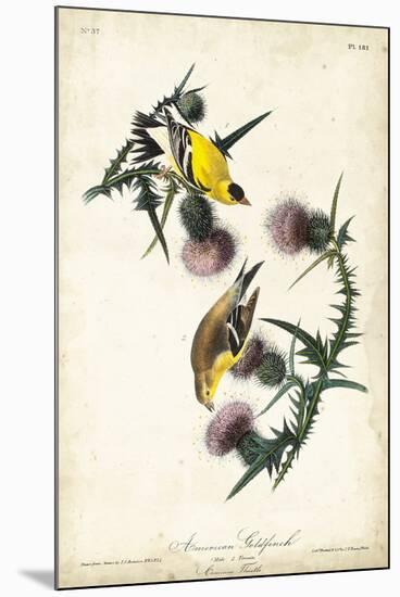American Goldfinch-John James Audubon-Mounted Art Print