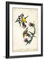 American Goldfinch-John James Audubon-Framed Art Print