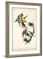 American Goldfinch-John James Audubon-Framed Art Print