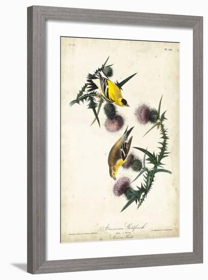 American Goldfinch-John James Audubon-Framed Art Print