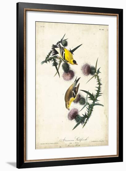 American Goldfinch-John James Audubon-Framed Art Print