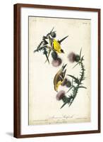 American Goldfinch-John James Audubon-Framed Art Print