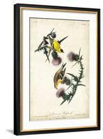 American Goldfinch-John James Audubon-Framed Art Print