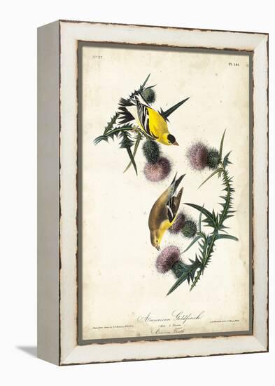 American Goldfinch-John James Audubon-Framed Stretched Canvas