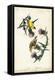 American Goldfinch-John James Audubon-Framed Stretched Canvas