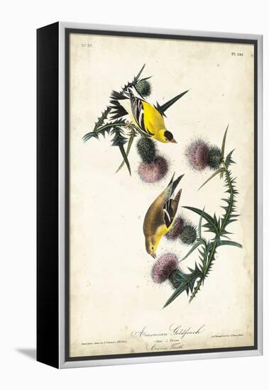 American Goldfinch-John James Audubon-Framed Stretched Canvas