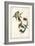 American Goldfinch-John James Audubon-Framed Art Print