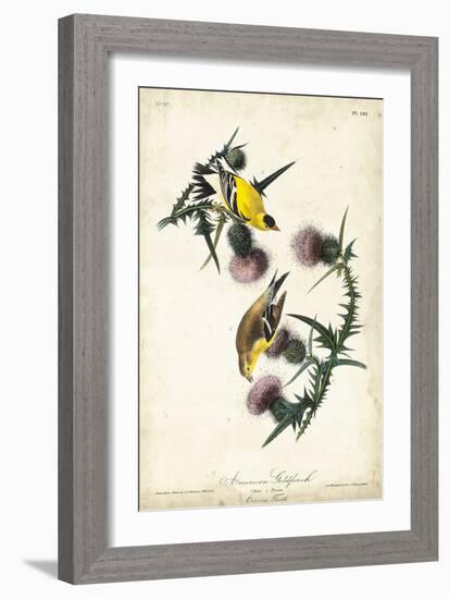 American Goldfinch-John James Audubon-Framed Art Print