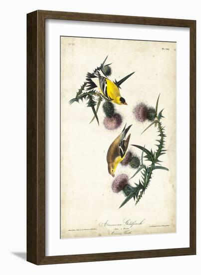 American Goldfinch-John James Audubon-Framed Art Print