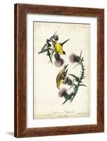 American Goldfinch-John James Audubon-Framed Art Print
