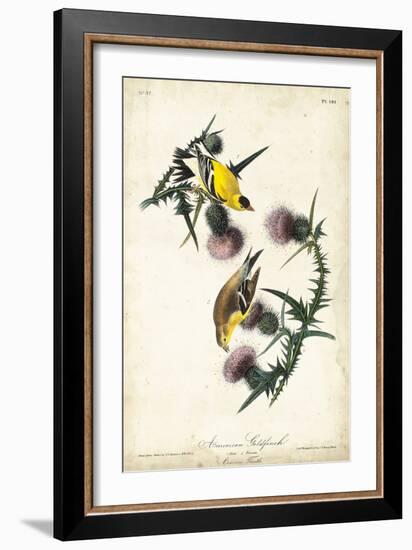 American Goldfinch-John James Audubon-Framed Art Print