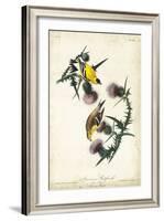 American Goldfinch-John James Audubon-Framed Art Print