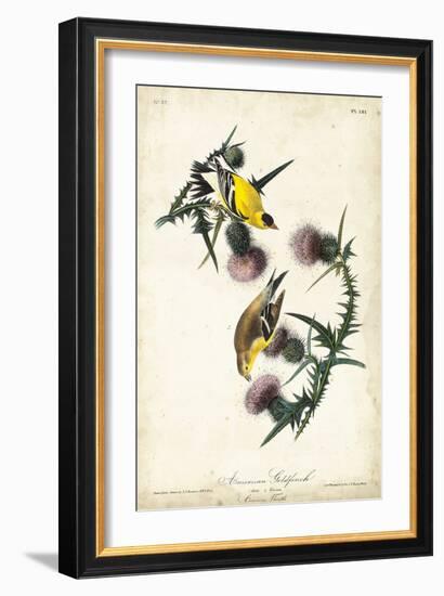 American Goldfinch-John James Audubon-Framed Art Print