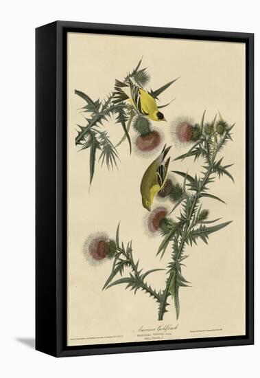 American Goldfinch-null-Framed Premier Image Canvas