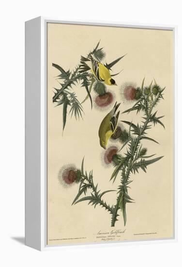 American Goldfinch-null-Framed Premier Image Canvas