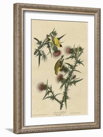 American Goldfinch-null-Framed Giclee Print