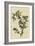 American Goldfinch-null-Framed Giclee Print