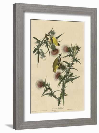 American Goldfinch-null-Framed Giclee Print