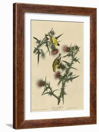 American Goldfinch-null-Framed Giclee Print