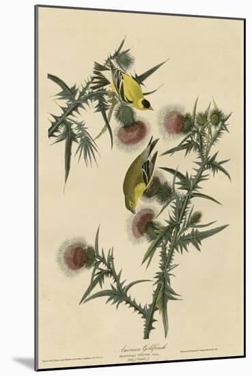 American Goldfinch-null-Mounted Giclee Print