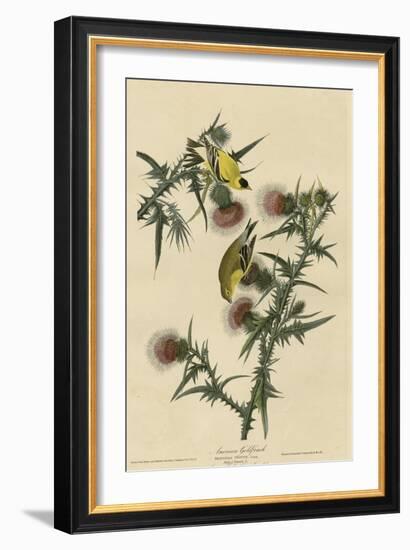 American Goldfinch-null-Framed Giclee Print