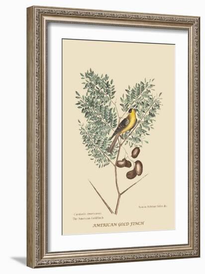 American Goldfinch-Mark Catesby-Framed Art Print