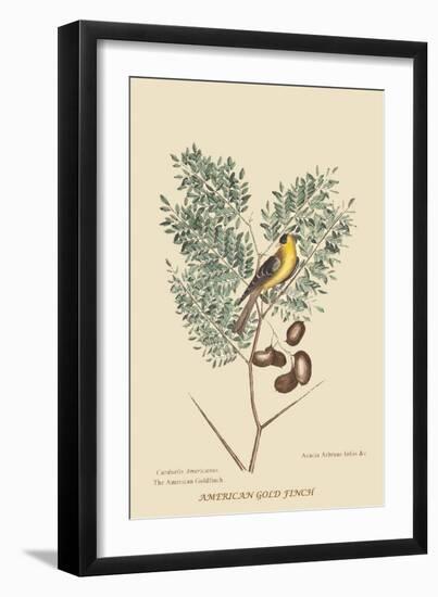 American Goldfinch-Mark Catesby-Framed Art Print