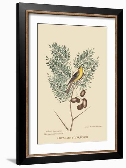 American Goldfinch-Mark Catesby-Framed Art Print