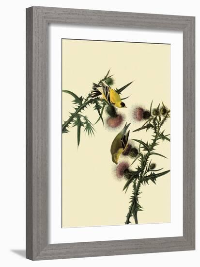 American Goldfinches-John James Audubon-Framed Giclee Print