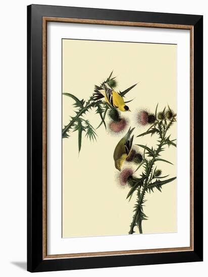 American Goldfinches-John James Audubon-Framed Giclee Print