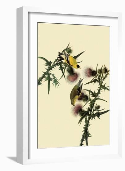 American Goldfinches-John James Audubon-Framed Giclee Print