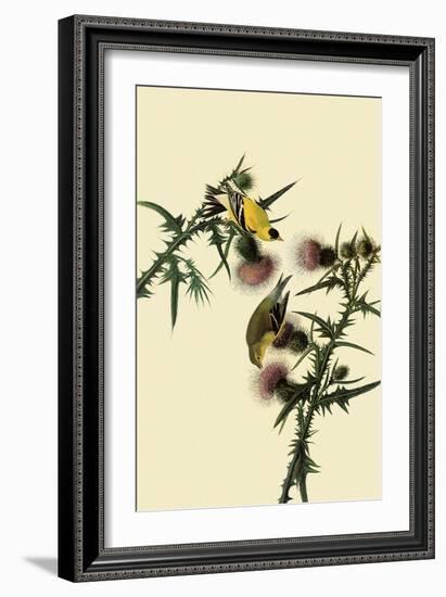 American Goldfinches-John James Audubon-Framed Giclee Print