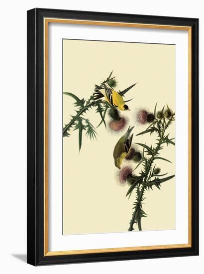 American Goldfinches-John James Audubon-Framed Giclee Print