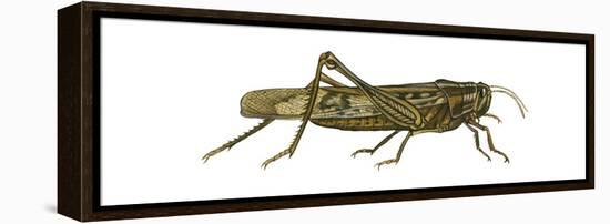 American Grasshopper (Schistocerca Americana), Insects-Encyclopaedia Britannica-Framed Stretched Canvas