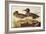 American Green-Winged Teal-John James Audubon-Framed Art Print