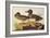 American Green-Winged Teal-John James Audubon-Framed Art Print