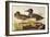 American Green-Winged Teal-John James Audubon-Framed Art Print