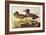 American Green-Winged Teal-John James Audubon-Framed Art Print