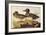 American Green-Winged Teal-John James Audubon-Framed Art Print