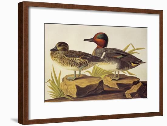 American Green-Winged Teal-John James Audubon-Framed Art Print