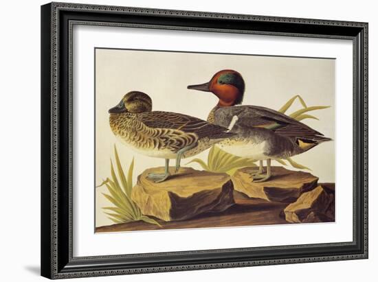 American Green-Winged Teal-John James Audubon-Framed Art Print